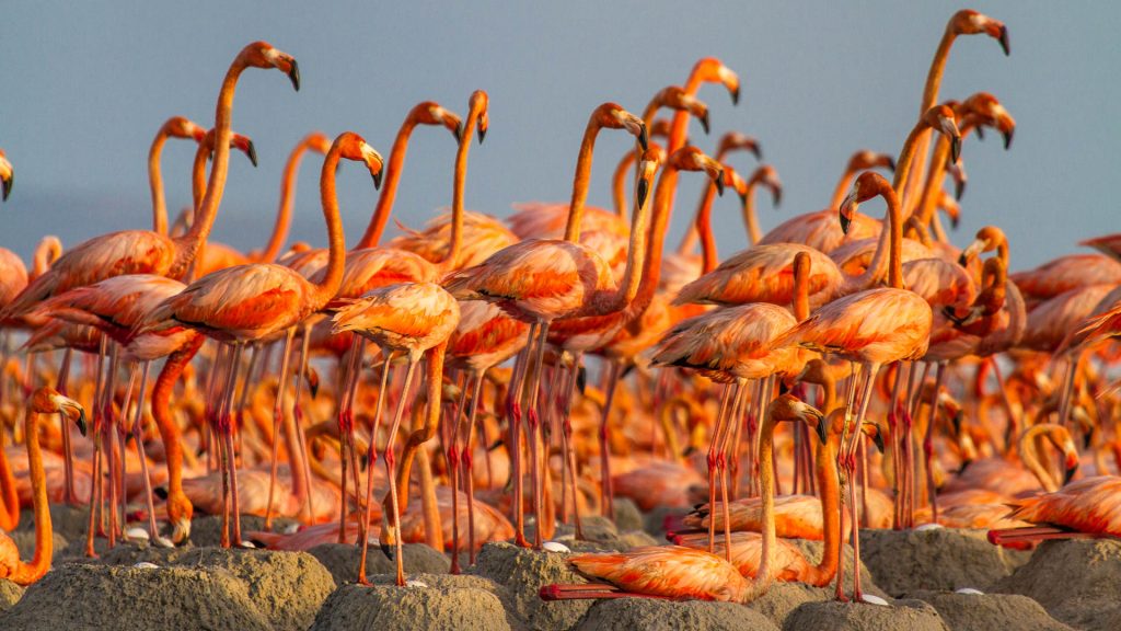 Flamingos