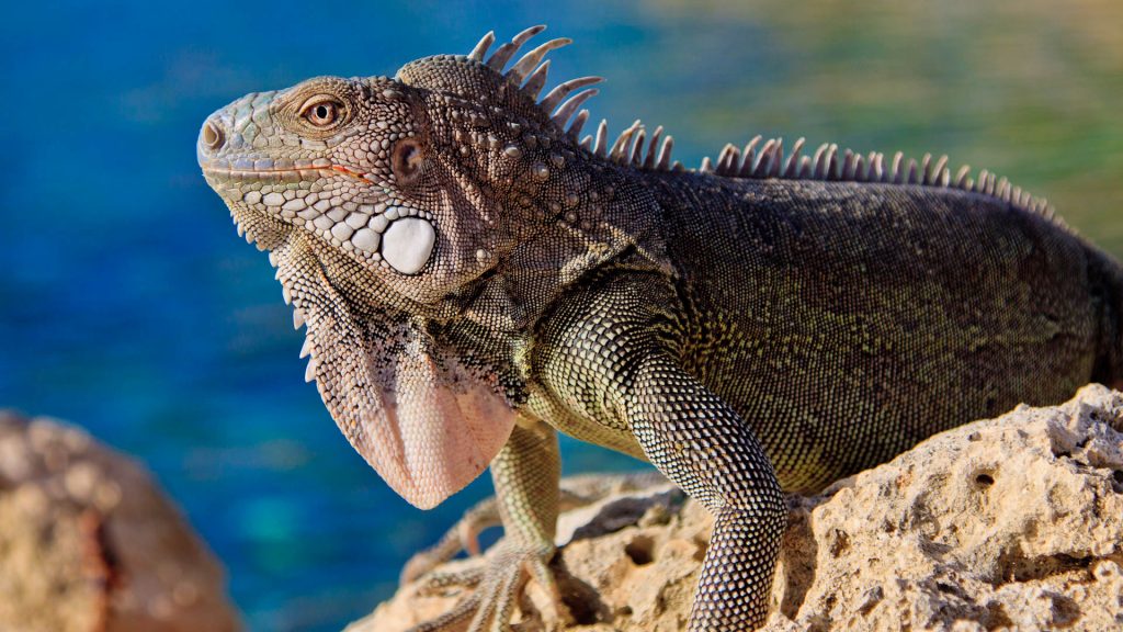 Iguana